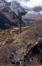 nepal-9797.jpg - 